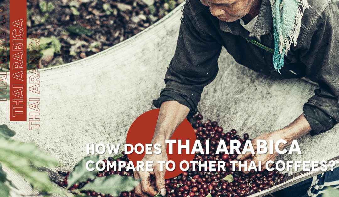 Thai Arabica vs. Robusta: What’s the Difference?